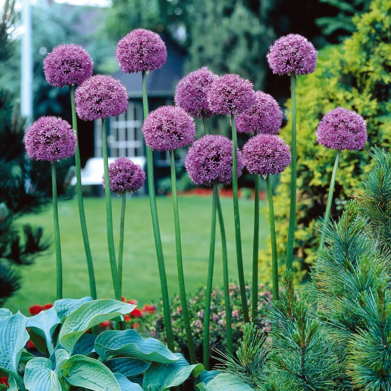 65 bulbes violet attirant les abeilles
