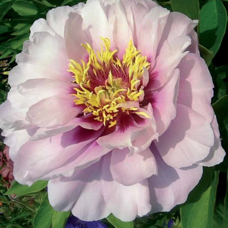 Pivoine Itoh Cora Louise