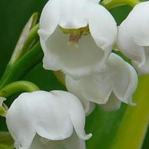 Muguet Hardwick Hall