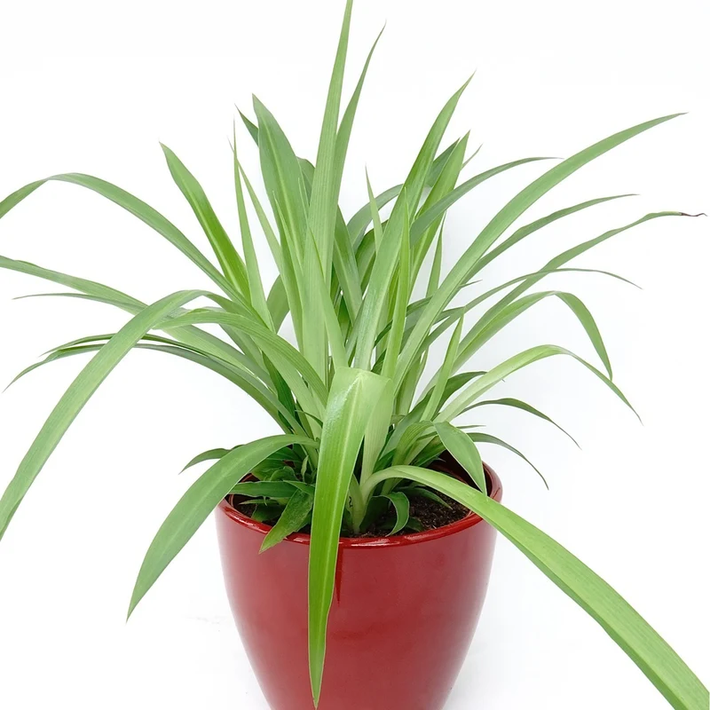 Chlorophytum Lemon