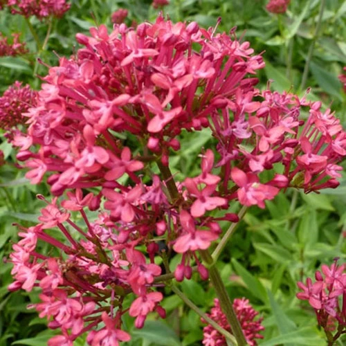 3 Valérianes Rosenrot
