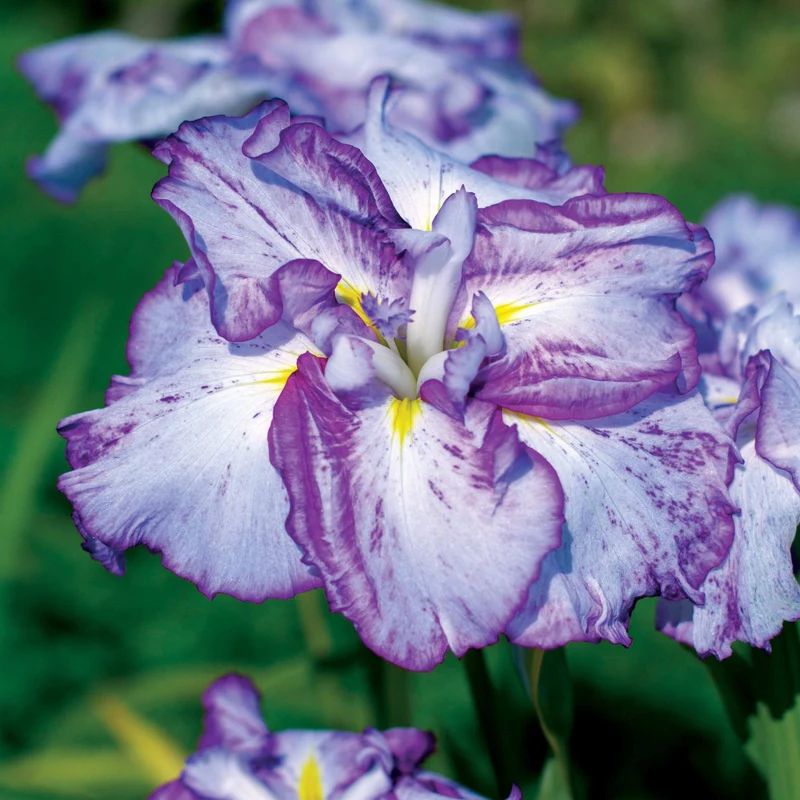 2 Iris du Japon Harlequinesque