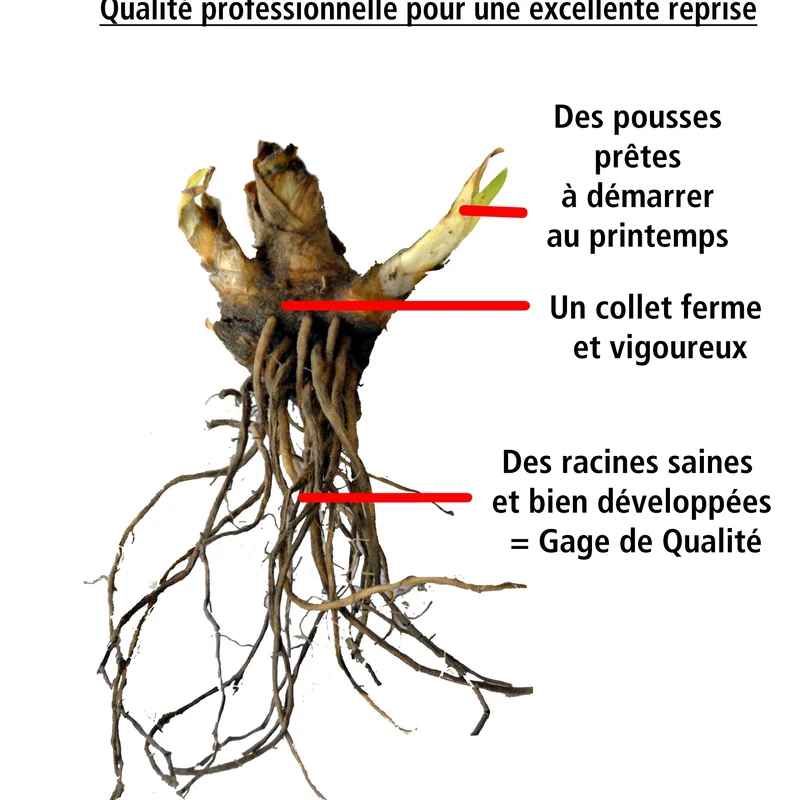 2 Iris du Japon Harlequinesque