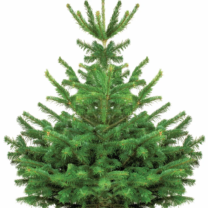Sapin de Noël naturel Nordmann 125/ 150 cm livré avec sa bûche