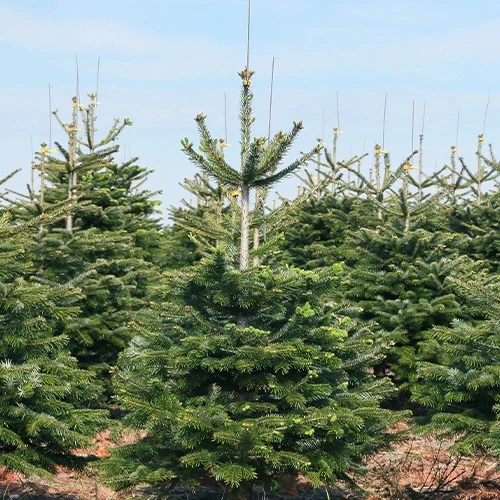 Sapin de Noël naturel Nordmann 125/ 150 cm livré avec sa bûche