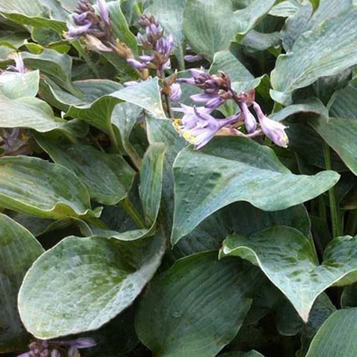 Hosta Winfield Blue
