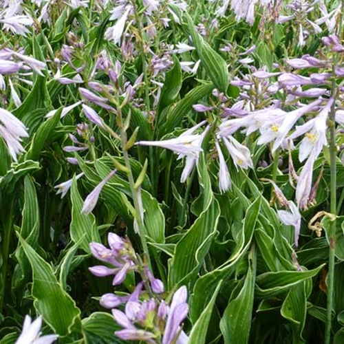 Hosta Praying Hands