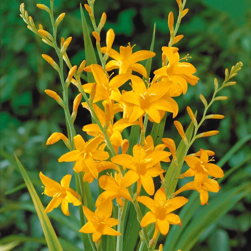 15 Crocosmias jaunes
