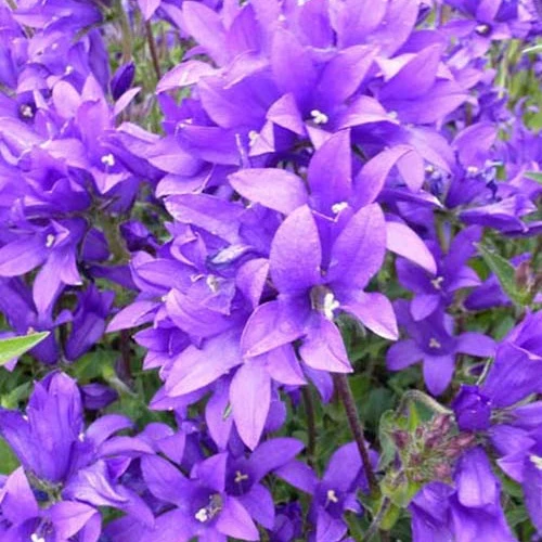 Campanule agglomérée Joan Elliott
