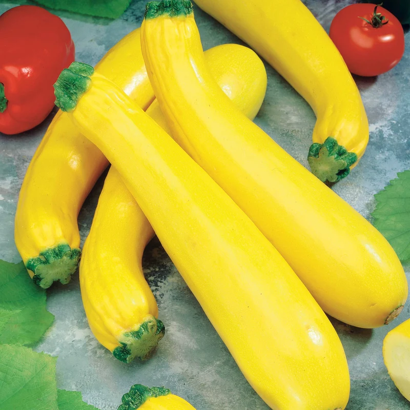 Courgette Parador F1