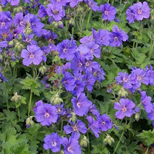 Géranium vivace à fleur d'anémone