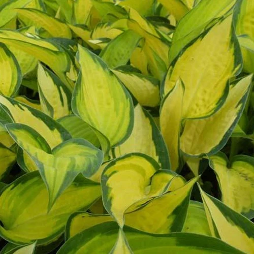 Hosta Orange Marmelade