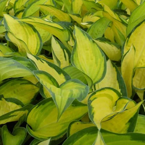 Hosta Orange Marmelade