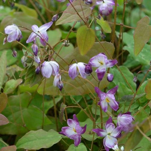 Epimedium Merlin