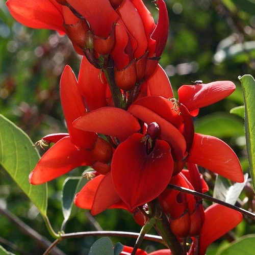 Erythrina crista-galli