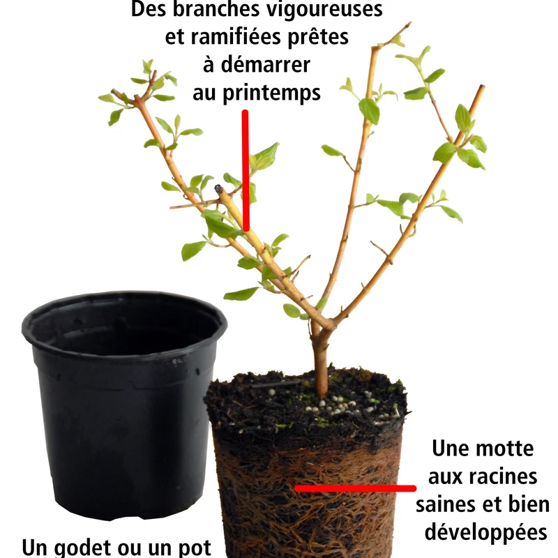 Collection Haie fleuries d'été - 6 arbustes