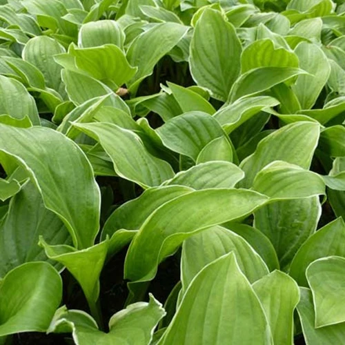Hosta Fragrant Fire
