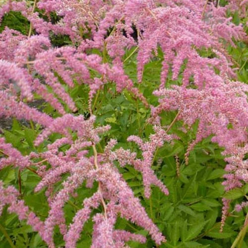 Astilbe de Chine Straussenfeder