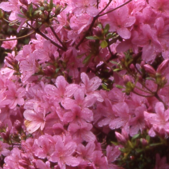 Azalée du Japon Hinomayo