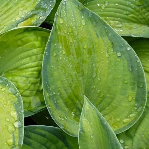Hosta Bright Lights