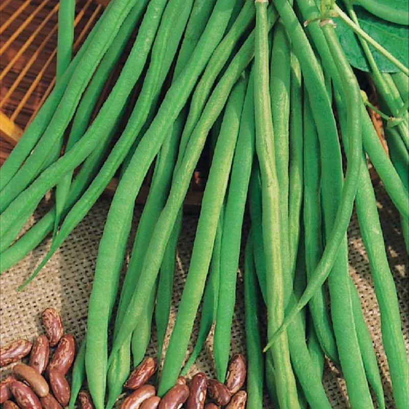Haricot nain Fin de Bagnols