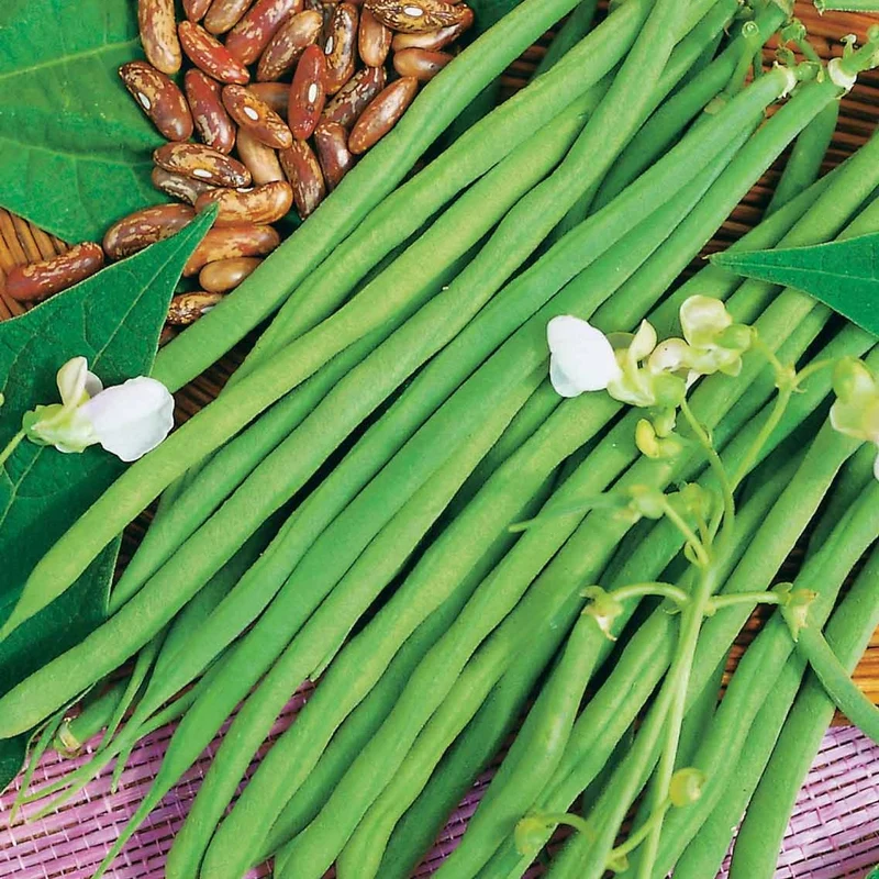 Haricot nain Fin de Bagnols