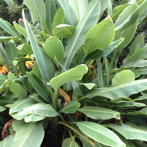 Musella : Lotus D'or