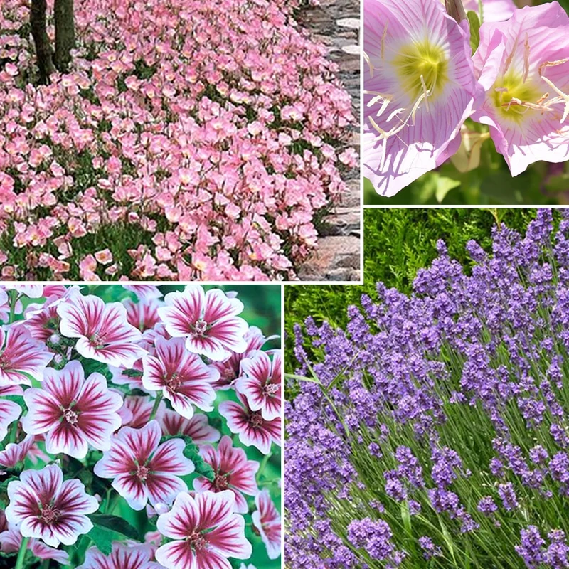 Collection de 6 plantes vivaces pastel