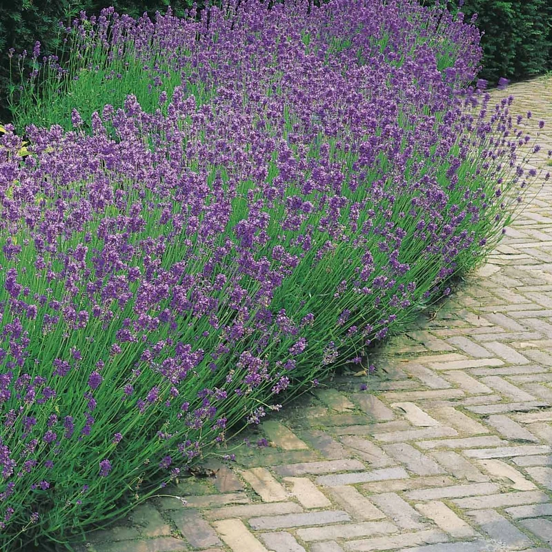 Collection de 6 plantes vivaces pastel