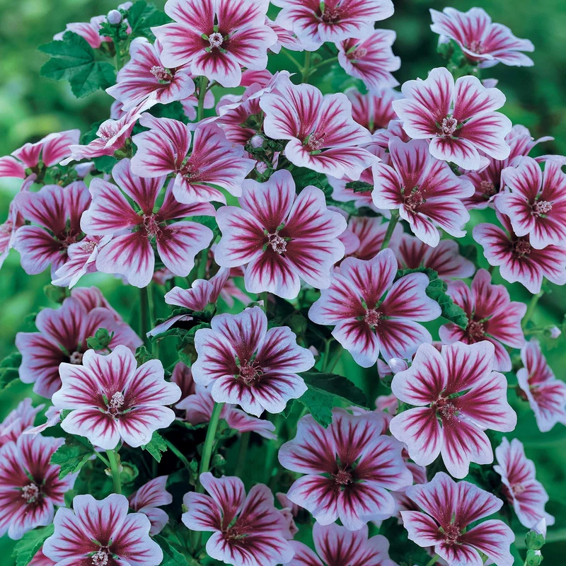 Collection de 6 plantes vivaces pastel