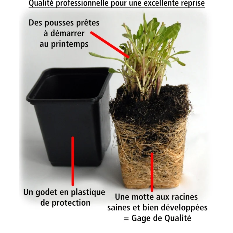 Collection de 6 plantes vivaces pastel