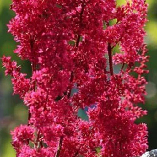 Astilbe du Japon Montgomery