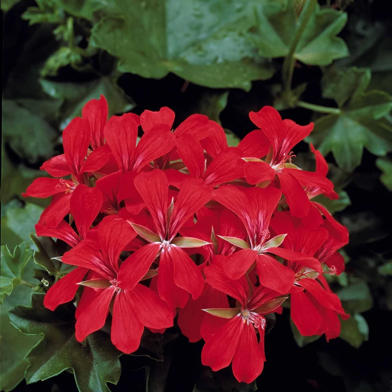 Collection de 6 Géraniums-lierres : rouge et bicolore