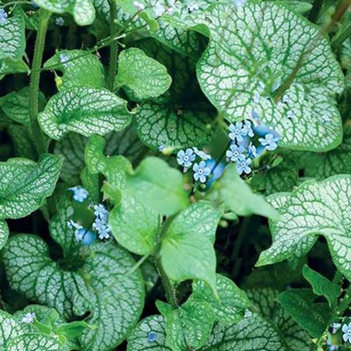 Myosotis du Caucase Alchemy Pewter