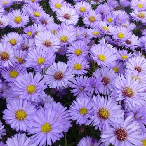 3 Astères nains Herbstpurzel