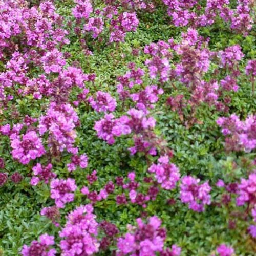 3 Thym précoce Purple Beauty