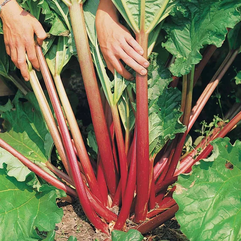 6 Rhubarbes