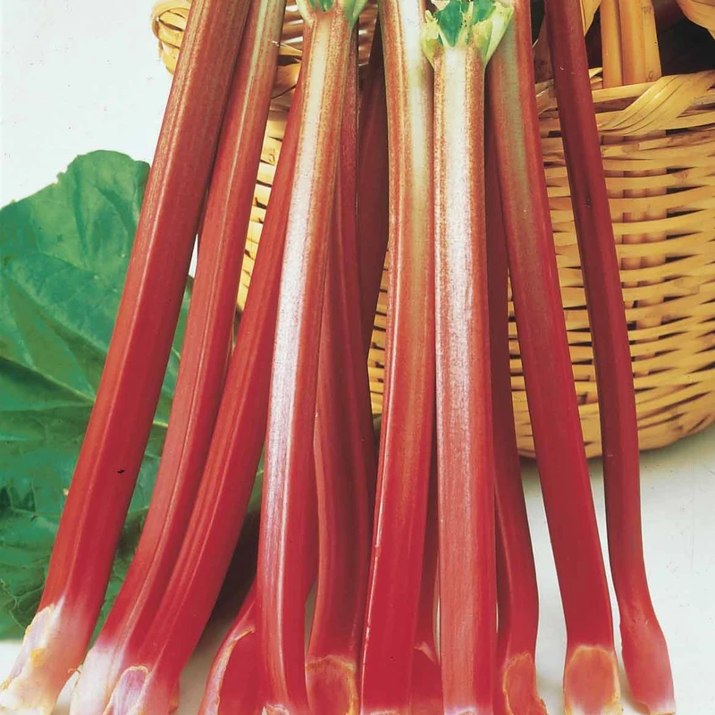 6 Rhubarbes