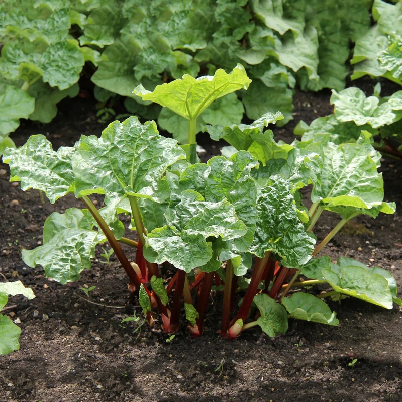 6 Rhubarbes