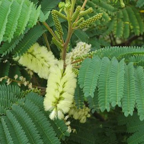 Arbre à soie lophantha