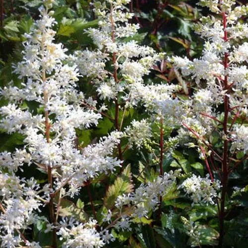 Astilbe hybride Rock and Roll