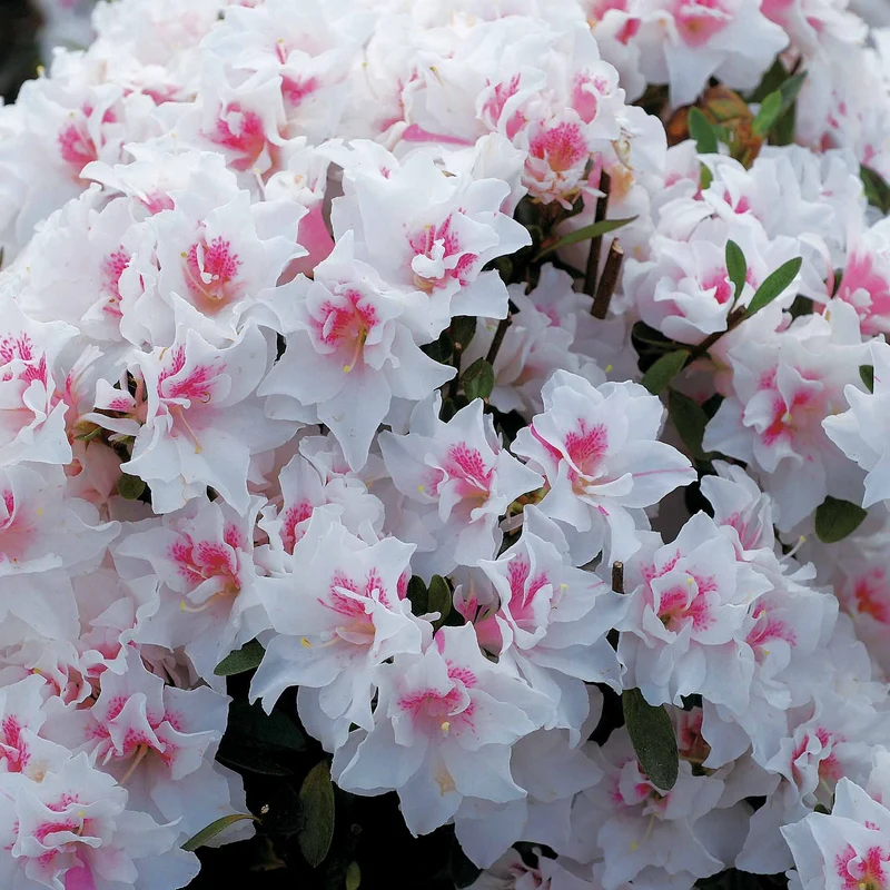 Azalée du Japon White Prince