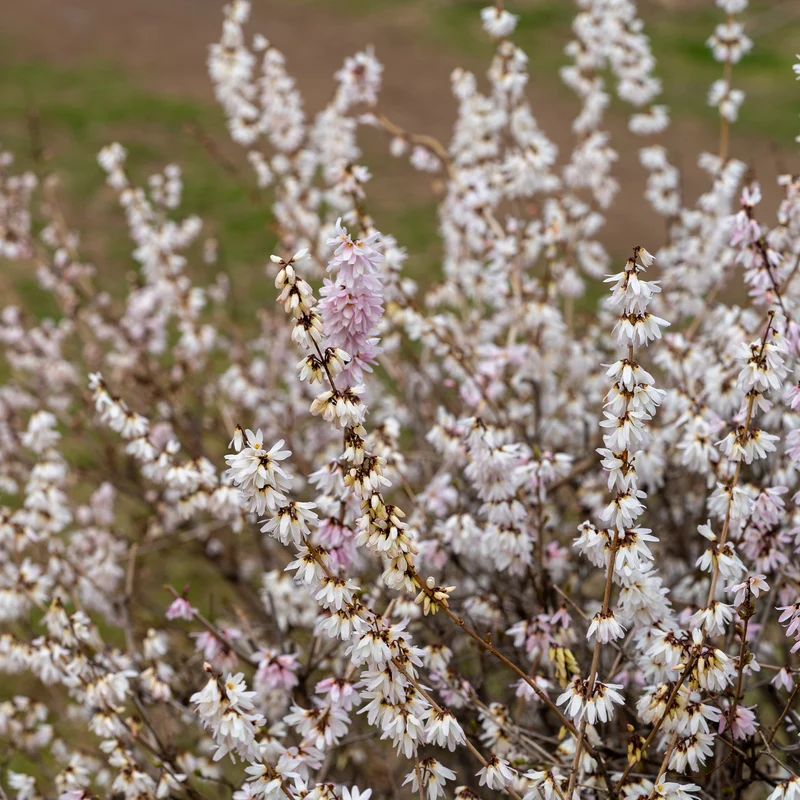 Forsythias blanc et rose