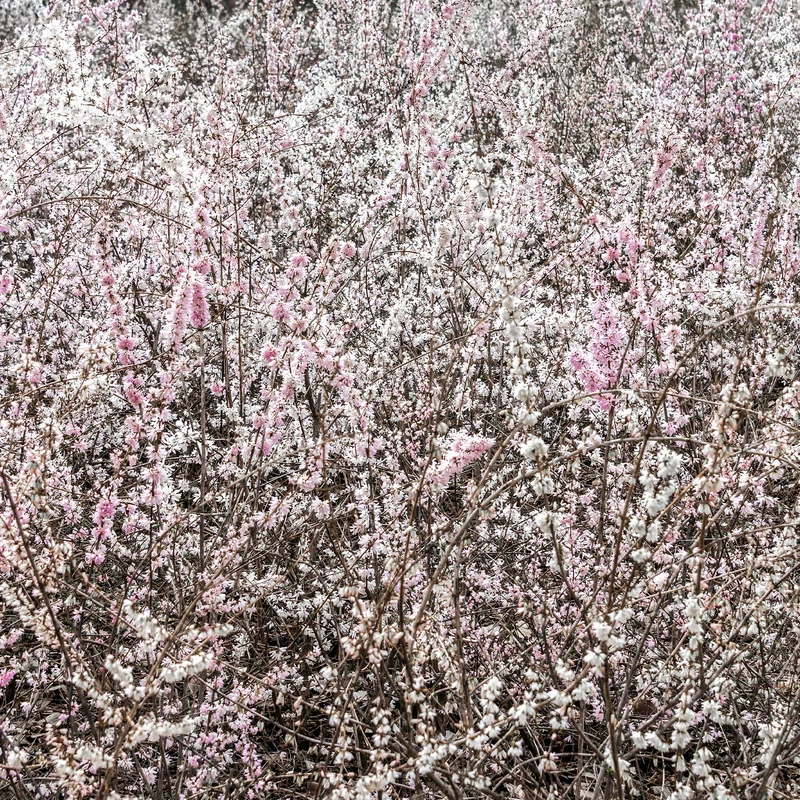 Forsythias blanc et rose