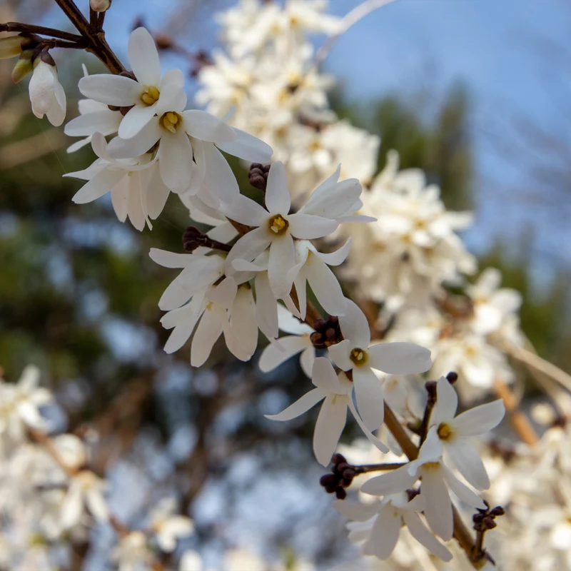 Forsythias blanc et rose