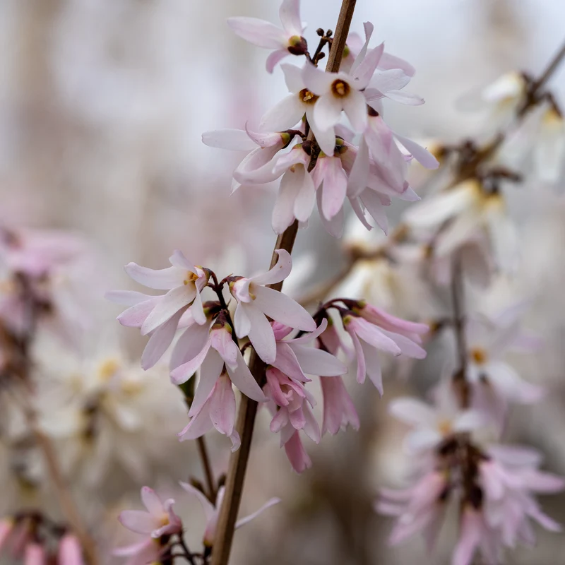 Forsythias blanc et rose