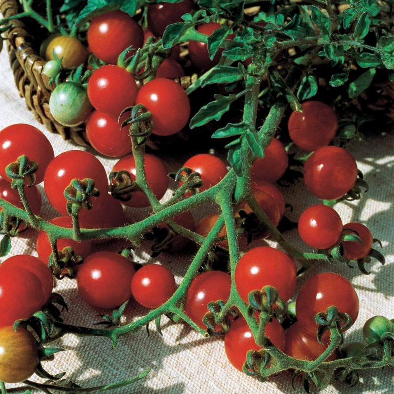 Tomate Rosso Cremlin F1 - type Sweet 100