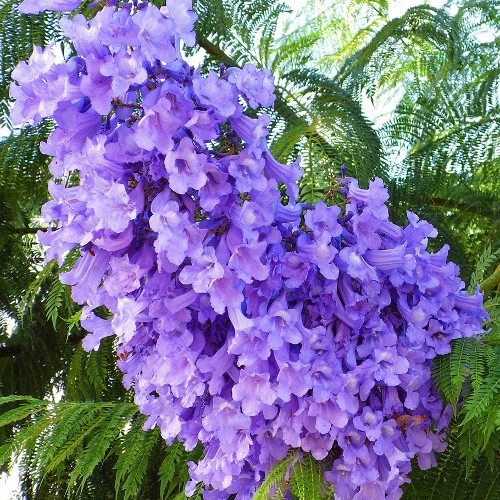 Flamboyant bleu