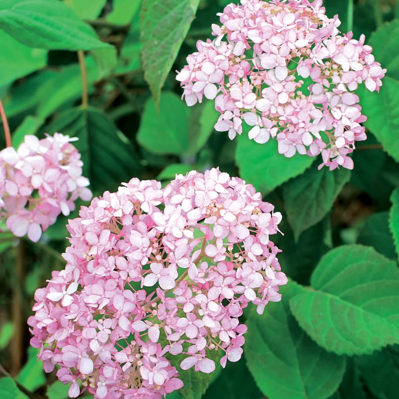Hortensia magical®pinkerbell Kolpinbel