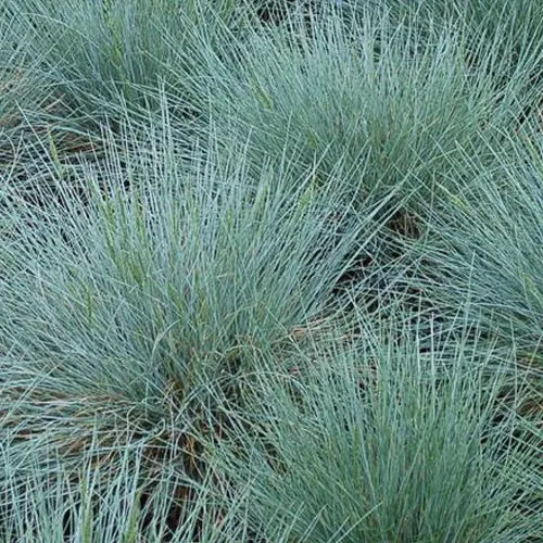 3 Fétuques bleues Zwergenkönig